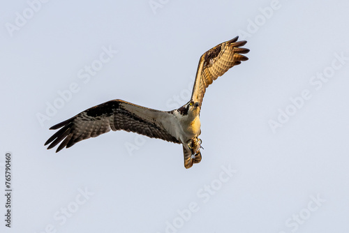 osprey in flight