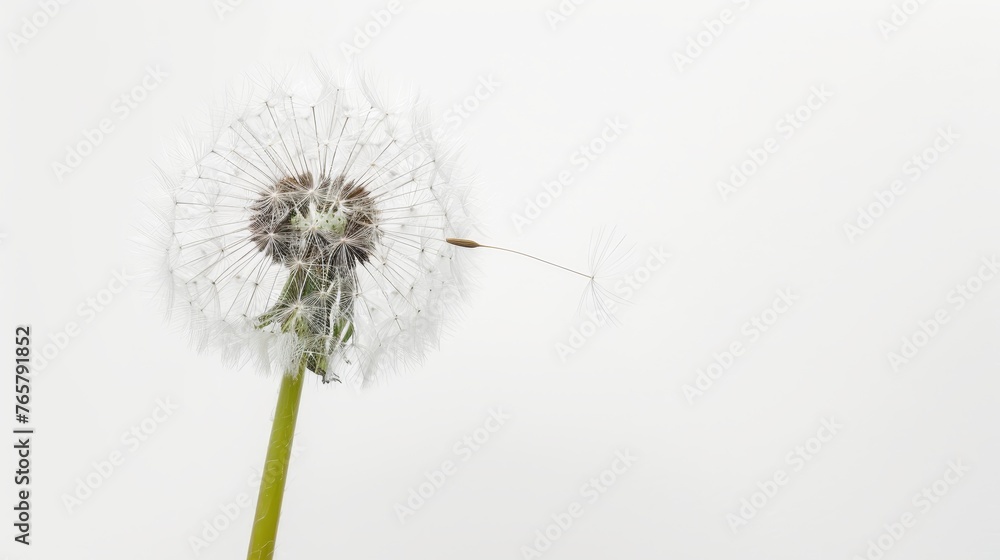 Dandelion on a white background