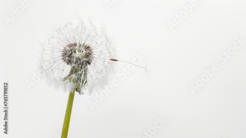 Dandelion on a white background