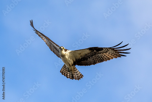 osprey in flight