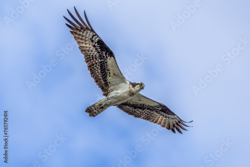 osprey in flight
