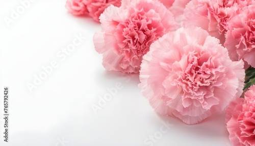 Pink carnations flower