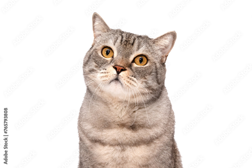 Portrait of a Scottish cat looking at the camera in close-up isolated on white