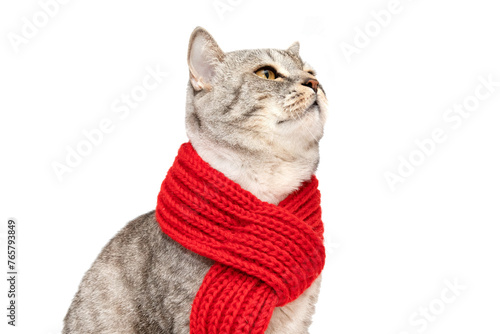 A Scottish young cat in a red knitted scarf isolated on a white background. A cat in clothes
