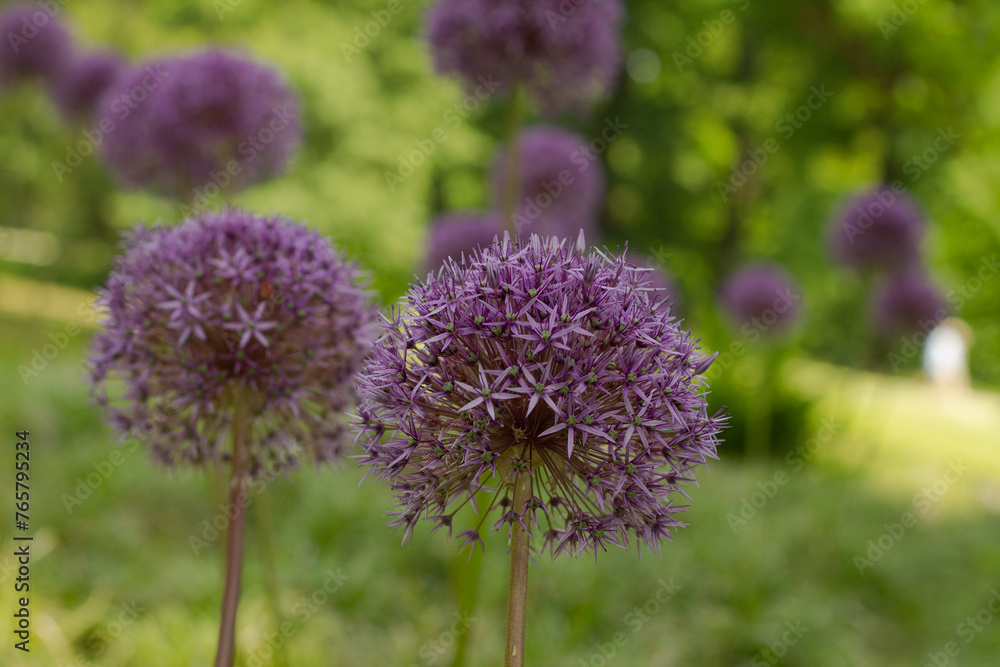 Obraz premium Beautiful flower - Allium Giant Cristophii in macro photography