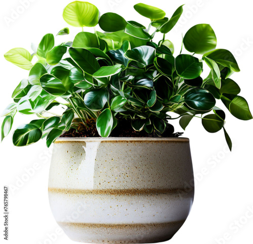 vase decoration plant planted in a pot on a white PNG background	
