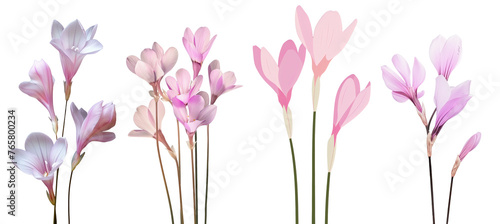 Collection of cyclamen flowers, flat illustration, cutout, png isolated transparent background photo