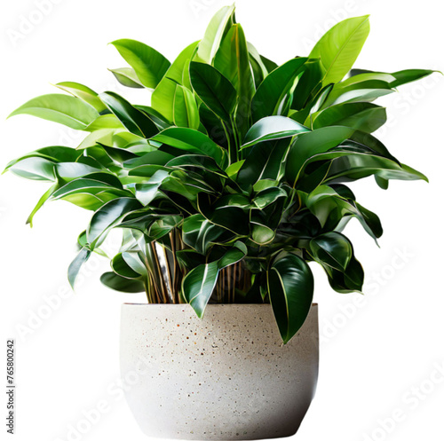 vase decoration plant planted in a pot on a white PNG background	
