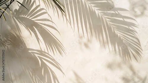 Shadow of palm leaves on white concrete light