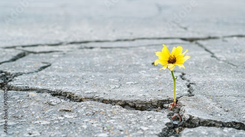 Small flower grow on cracked street 