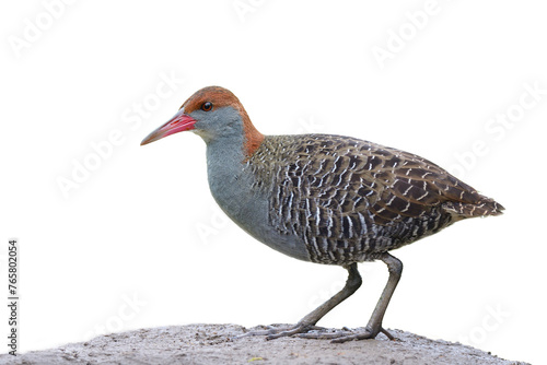slaty-breasted rail, skitish bird proudly stand on dirt hill isolated on white background