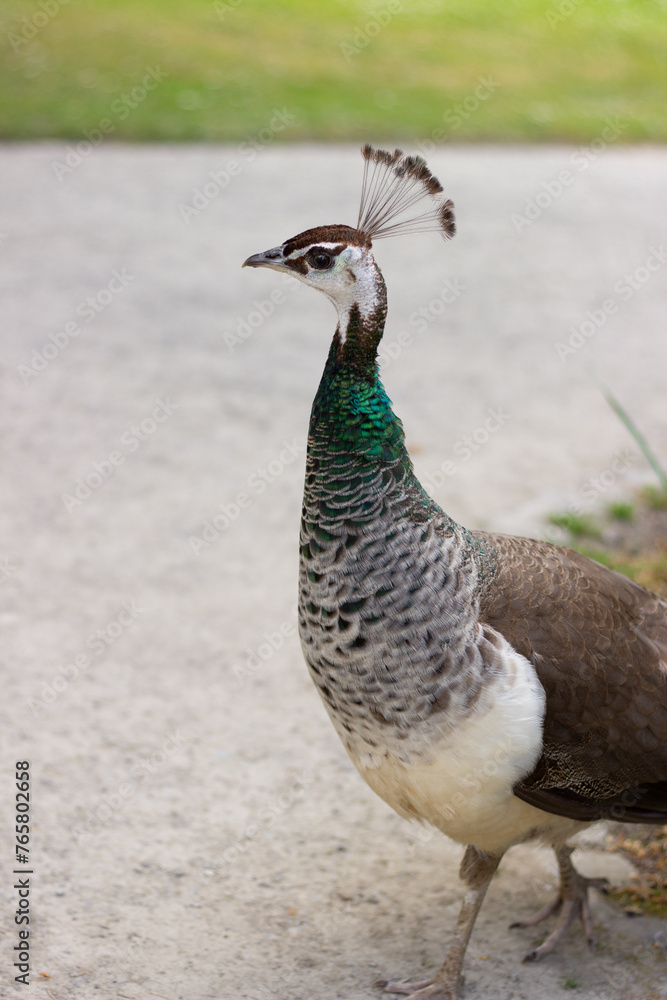 beautiful peacock poses in the park on the green grass beautiful peacock poses in the park on the green grass