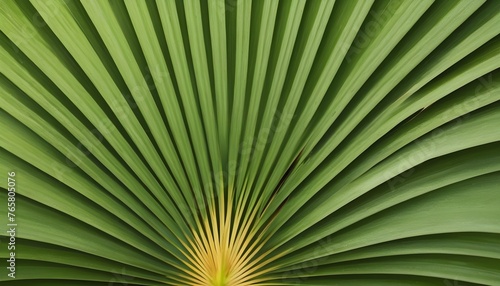 Close up of palm tree leaf abstract background.