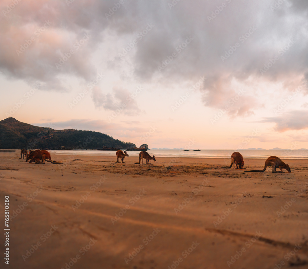 Kangaroo Wallaby at the beach during sunrise in cape hillsborough national park, Mackay. Queensland, Australia. Kangaroo Wallaby at the beach during sunrise in cape hillsborough national park, Mackay. Queensland, Australia.