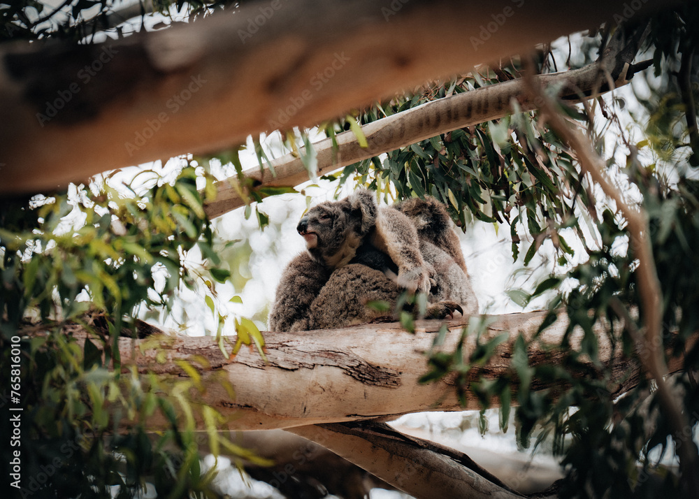Fototapeta premium Female victorian koala with joey baby child on her back resting on the smooth bark of a big branch under the leaves of a eucalyptus tree in the Hordern Vale area next to the Great Ocean Road. Victoria
