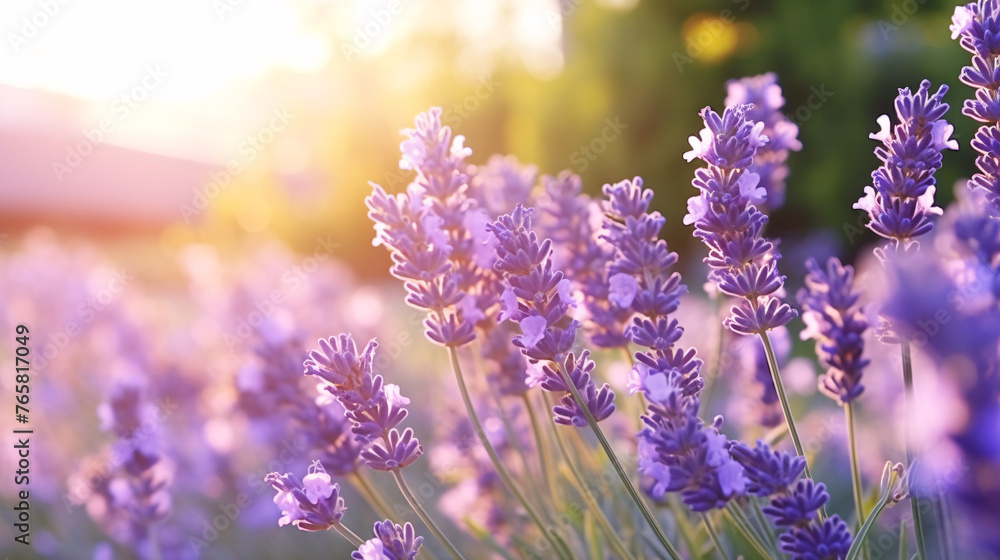 Naklejka premium Beautiful lavender flowers blooming in the garden at sunset.