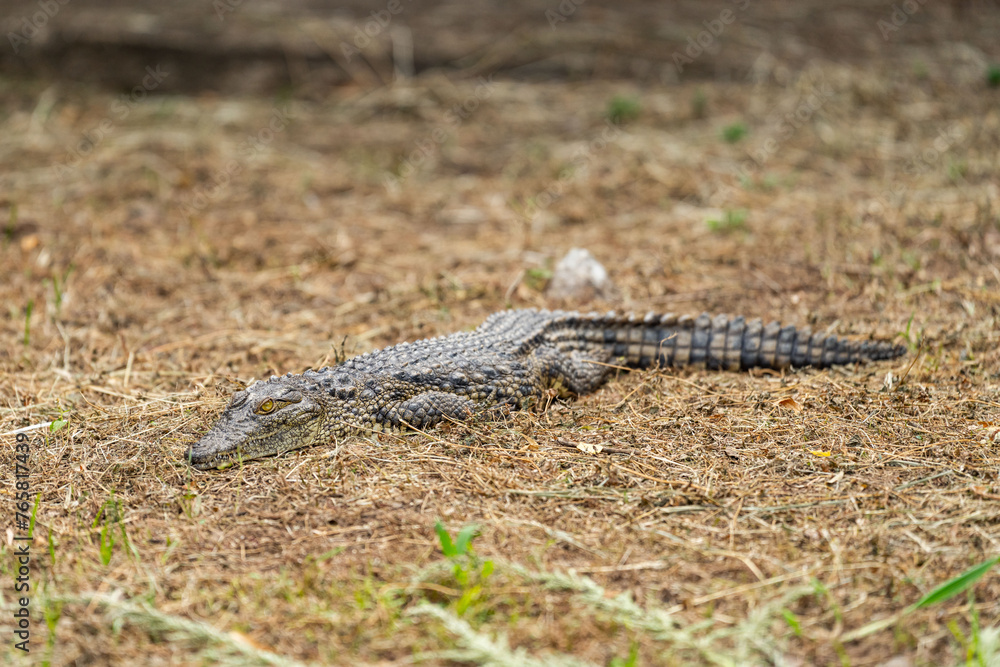 A young crocodile rests in the shade A young crocodile rests in the shade
