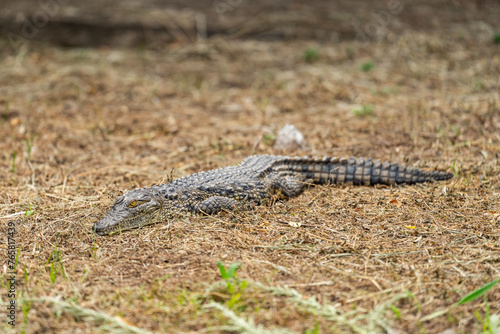 A young crocodile rests in the shade
