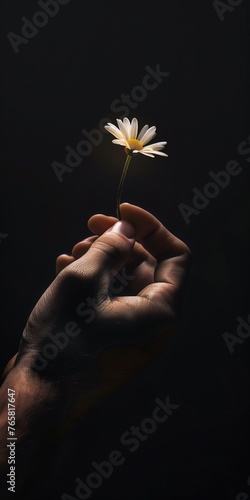 one hand holding single daisy isolated on black background