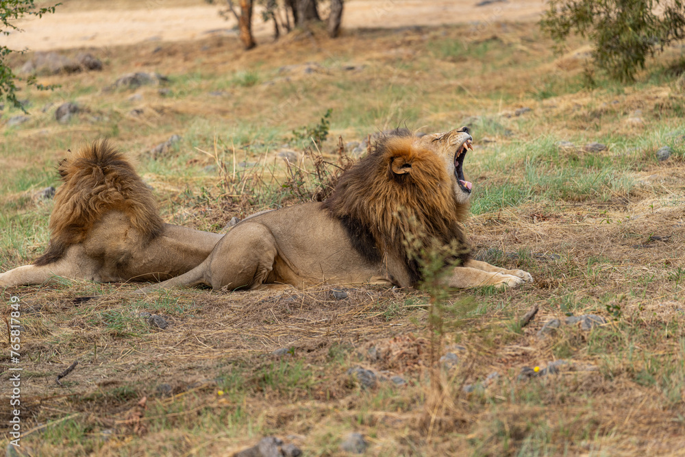 A lion is roaring in the South African savannah A lion is roaring in the South African savannah