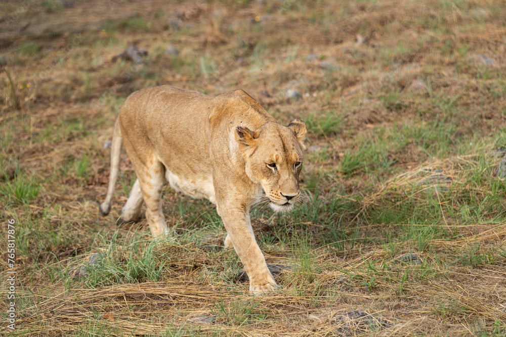 Lioness on the prowl in the South African savannah Lioness on the prowl in the South African savannah