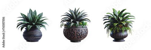 Set of potted indoor houseplants in black decorated pots, illustration, isolated over on transparent white background