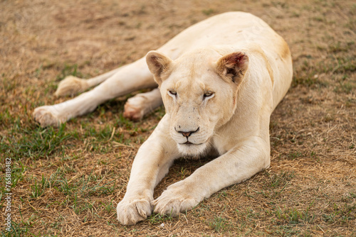Eine seltene weiße Löwin entspannt sich in der südafrikanischen Savanne photo