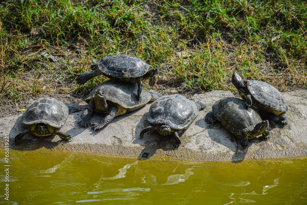 Red eared slider or red eared terrapin turtle swimming in the pond. Red eared slider or red eared terrapin turtle swimming in the pond.