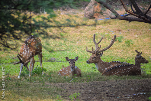 Fotografie The chital or cheetal, also known as the spotted deer