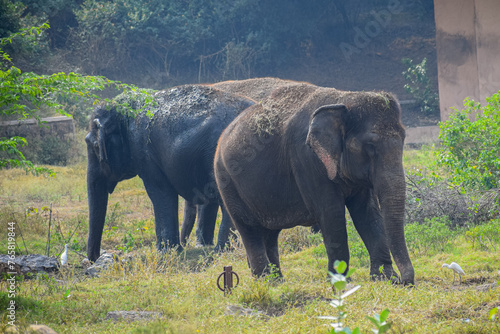 Canvas Print Herd of Indian elephants grazing in the grassland