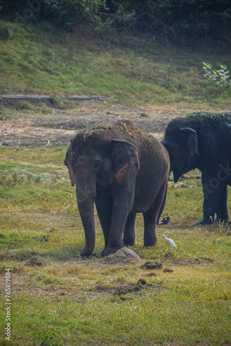 Photography Herd of Indian elephants grazing in the grassland