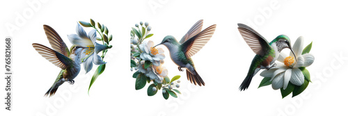 Set of a hummingbird feeding from a white flower, illustration, isolated over on transparent white background © Mithun