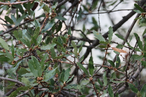 California Scrub Oak, Quercus Berberidifolia, a native monoecious arborescent shrub displaying simple alternate elliptically oblong leaves during Winter in the Santa Monica Mountains. photo