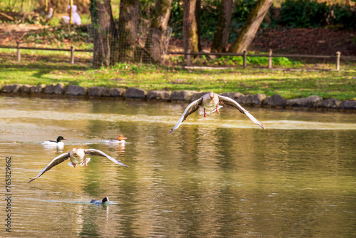 Two greylag geese take off from a pond in an early spring afternoon..