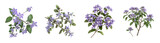 3D Rendering Pack of a Purple Pseuderanthemum Flower on Transparent Background - Ai Generated