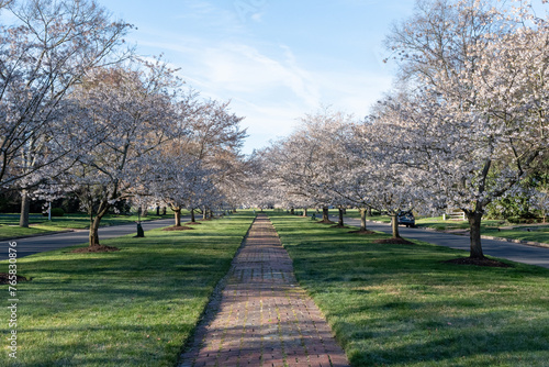 Richmond, Virginia - Cherry Blossom Trees on Windsor Way in the Windsor Farms section of Richmond photo
