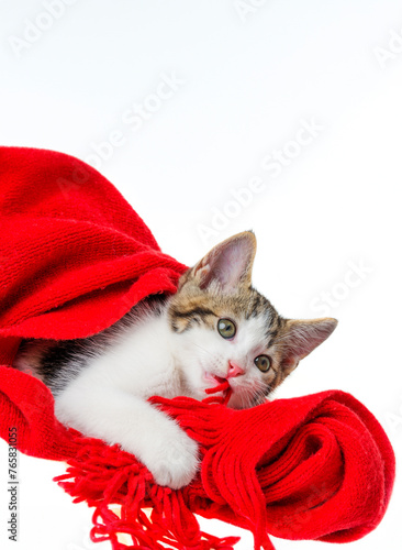 cute kitten playing with a red scarf