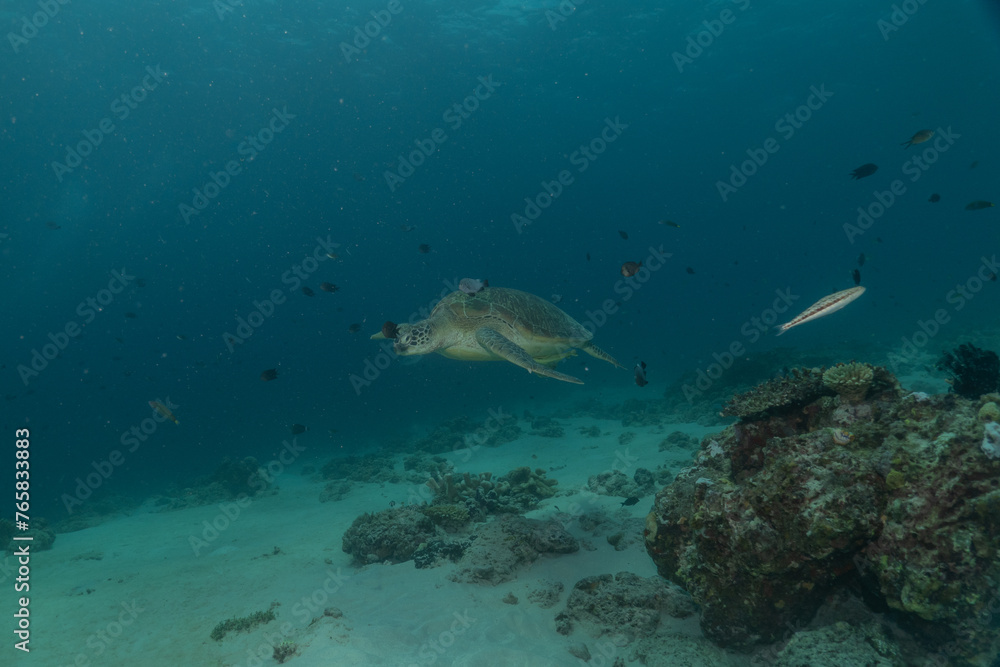 Fototapeta premium Hawksbill sea turtle at the Sea of the Philippines 