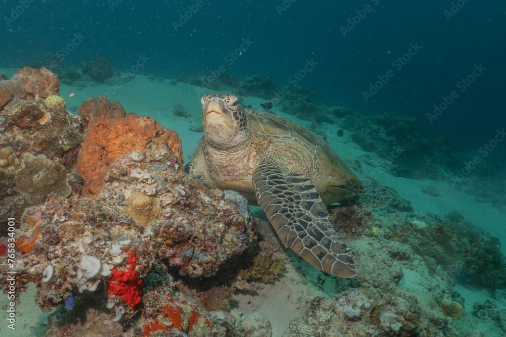 Obraz premium Hawksbill sea turtle at the Sea of the Philippines