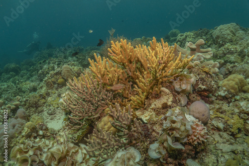 Coral reef and water plants at the Sea of the Philippines