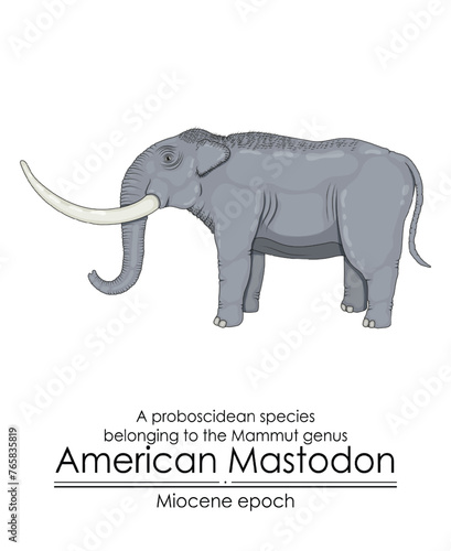 American Mastodon, a proboscidean species belonging to the Mammut genus from Miocene epoch.