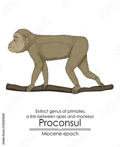Proconsul, extinct genus of primates, a link between apes and monkeys from Miocene epoch.