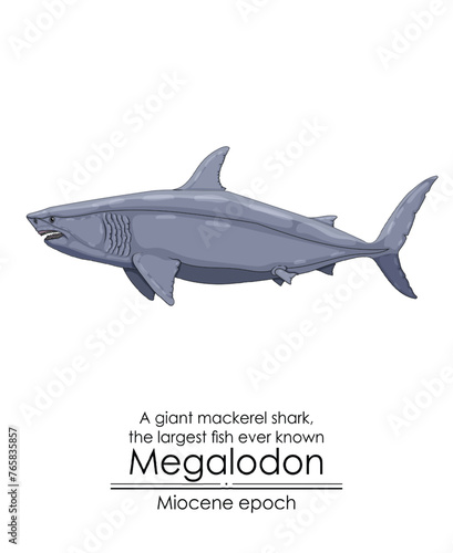 The largest fish ever known Megalodon  a giant mackerel shark from Miocene epoch.