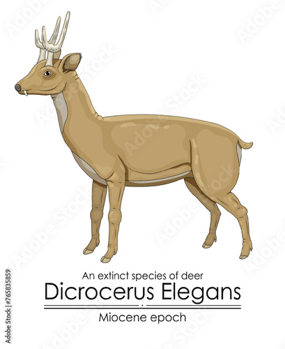An extinct species of deer Dicrocerus Elegans from Miocene epoch.