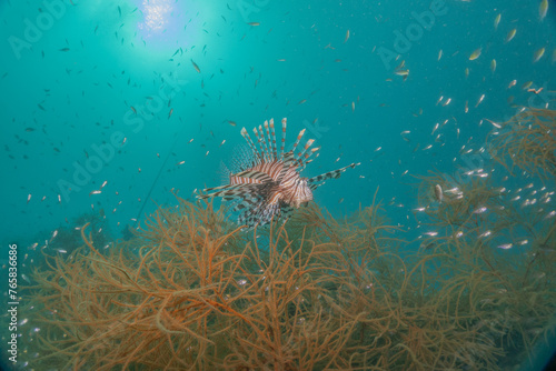 Lion fish in the Sea of the Philippines 