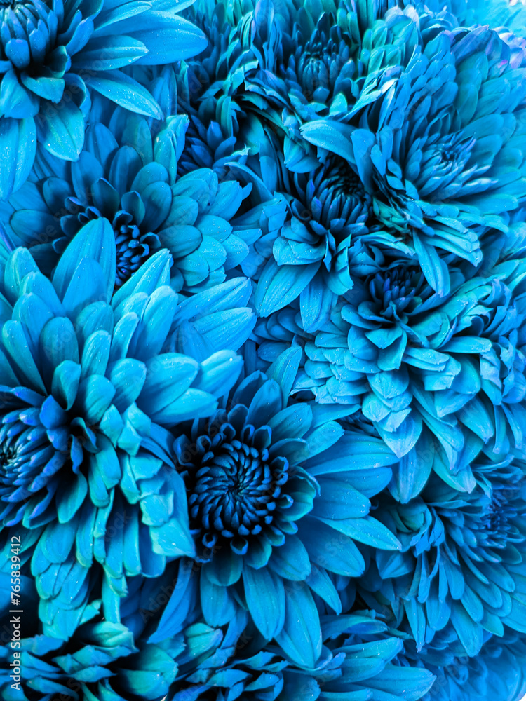 blue dahlia chrysanthemum flowers background