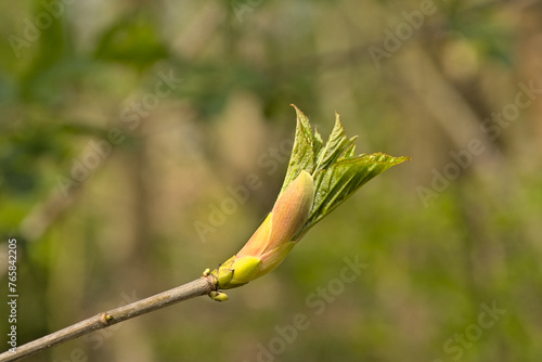 Sprouting beech leaf bud in spring, selective focus with bokeh background - fagus  photo