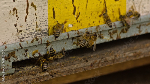  Bees leaving and entering a wooden beehive painted in white and yellow stripes  photo