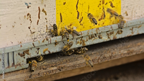  Bees leaving and entering a wooden beehive painted in white and yellow stripes  photo