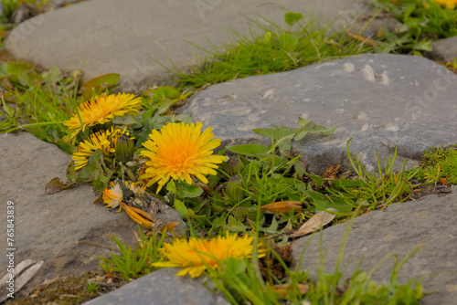 Bright yellow dandelions and grass growing in between cobblestones of a dirt road in the Flemish countryside photo